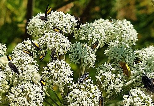 Sciara sp.
